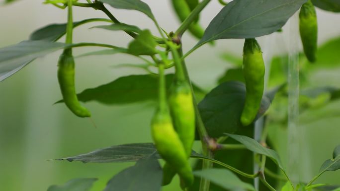 实拍樟树港辣椒基地大棚种植采摘辣椒集合