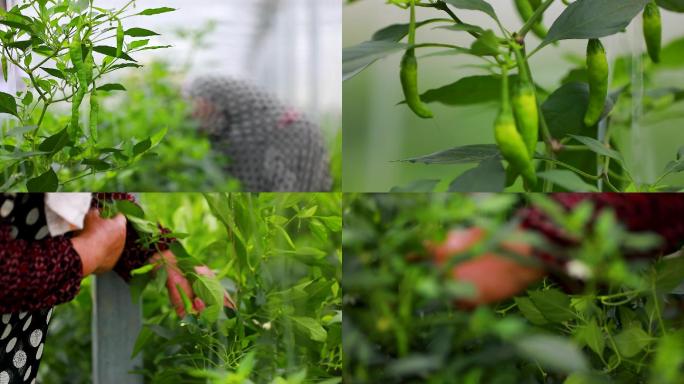 实拍樟树港辣椒基地大棚种植采摘辣椒集合