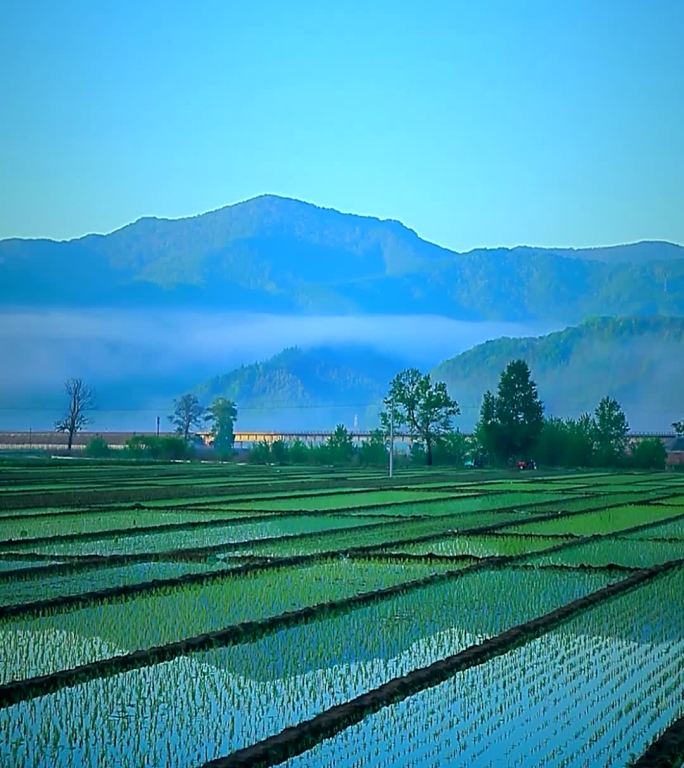竖屏实拍春季东北水稻种植