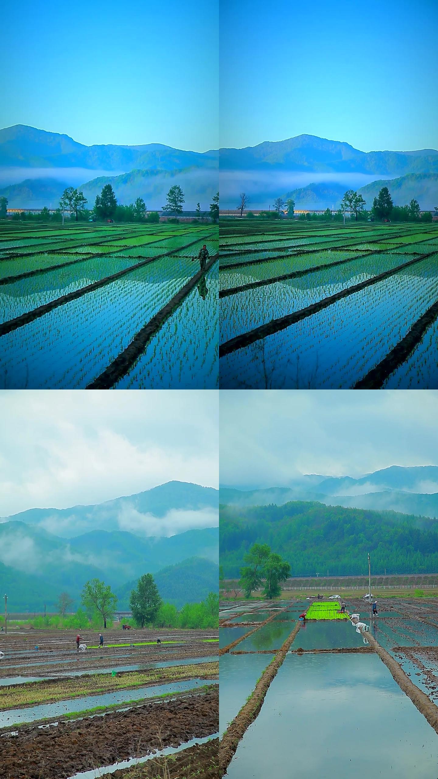 竖屏实拍春季东北水稻种植