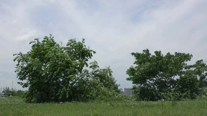夏季茂盛的矮树空镜2160P