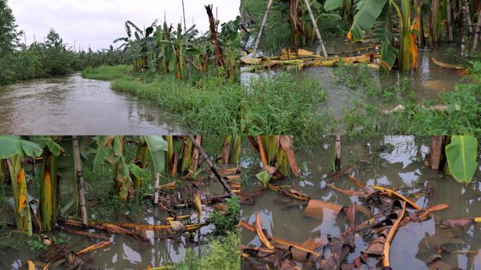 蕉林，受台风洪水灾害的蕉林