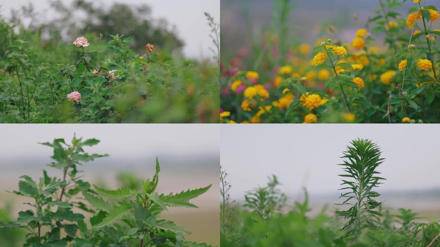 花丛、野花、微风吹动花草