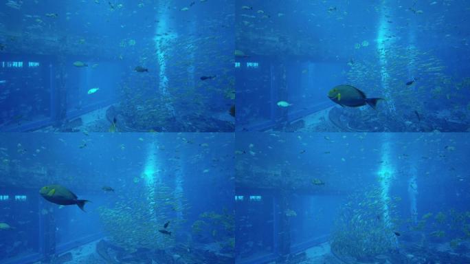 三亚 海底世界 亚特兰蒂斯 海鱼 深海