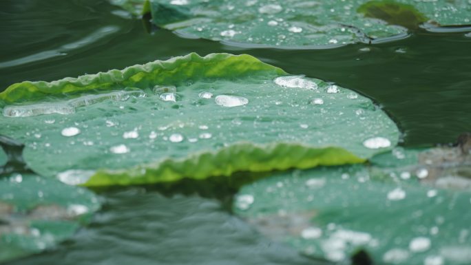 4k下雨天写意意境荷叶上的水珠滚动流动