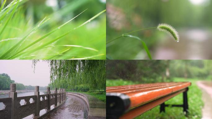 雨季,雨滴,绿植,公园,阴天,4K