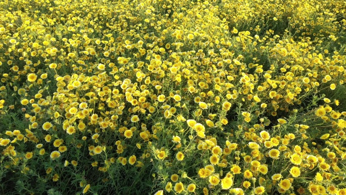 俯拍农田雏菊植株