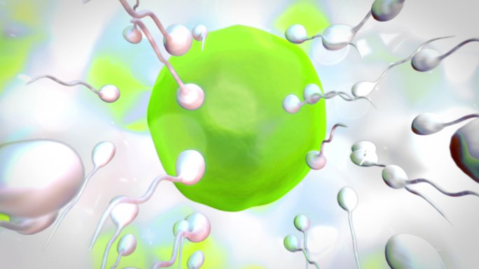 白色背景下精子对绿色卵细胞的受精作用