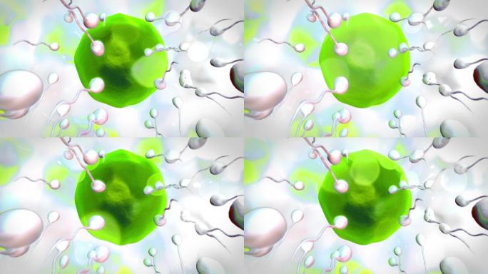 白色背景下精子对绿色卵细胞的受精作用