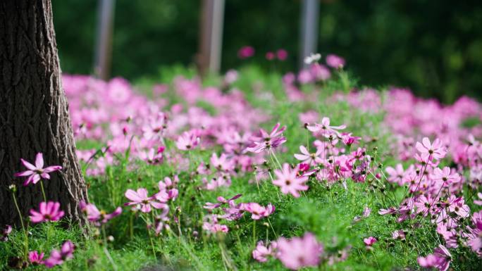 夏季盛开的花朵-微风格桑花丛