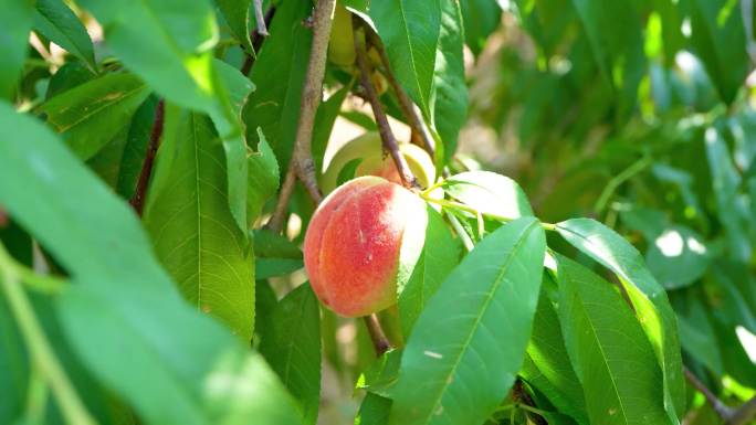 桃树上结满了水蜜桃