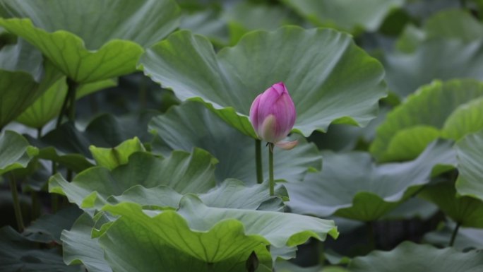 北京龙潭湖公园荷花季