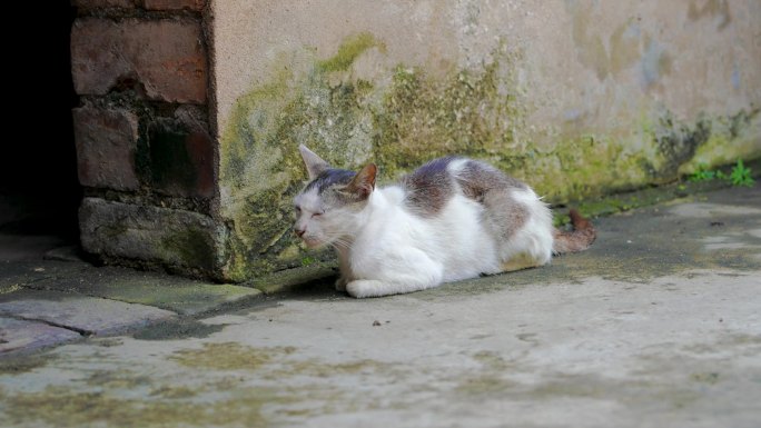 农村 家猫 散养猫