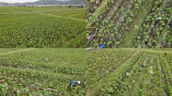 芋头种植基地航拍