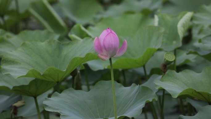 北京龙潭湖公园荷花季