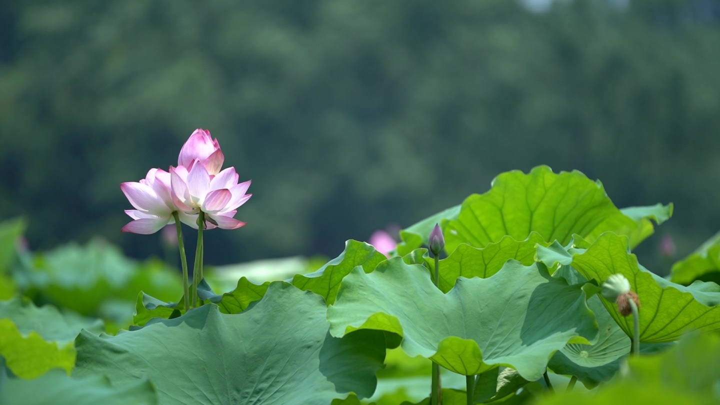 杭州西湖曲院风荷荷花特写镜头