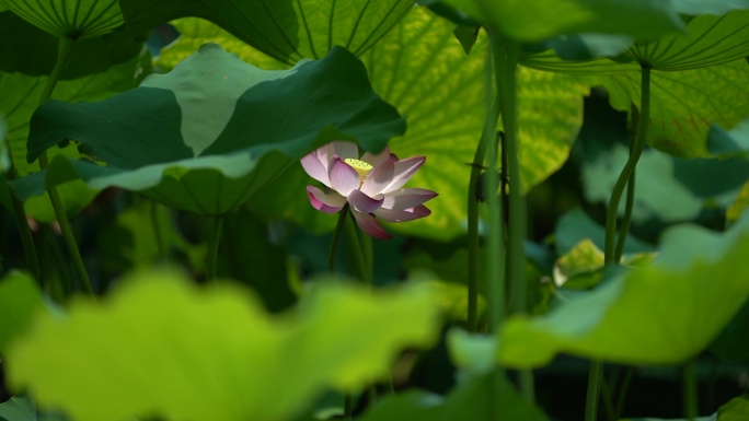 杭州西湖曲院风荷荷花特写镜头