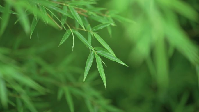 唯美意境雨天的竹子空镜