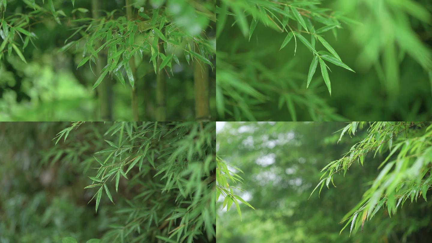 唯美意境雨天的竹子空镜