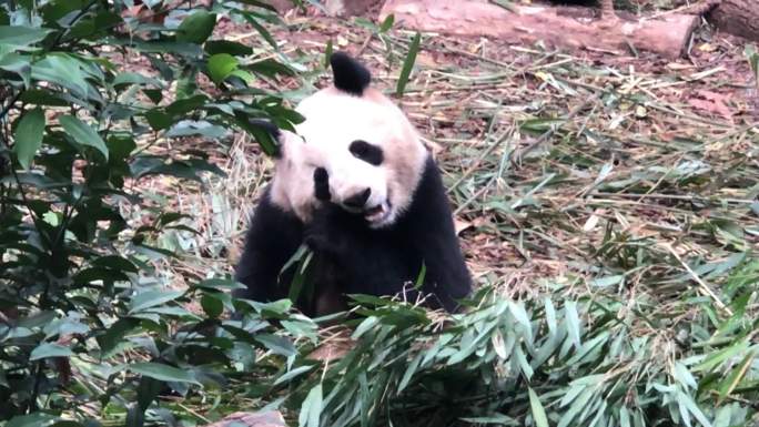 成都大熊猫繁育基地的大熊猫1