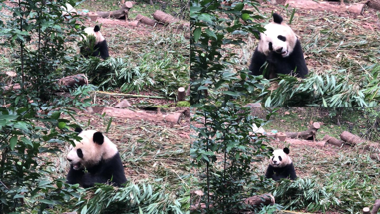 成都大熊猫繁育基地的大熊猫1