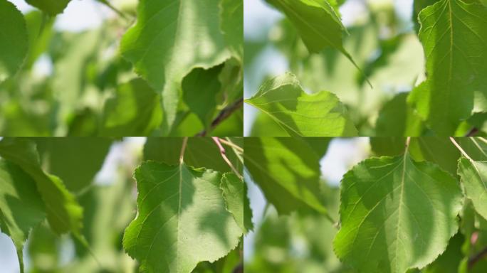 银杏树叶植物叶子