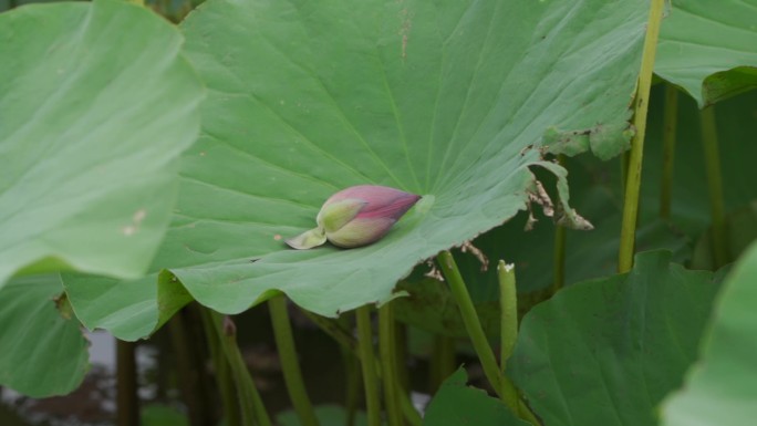 荷花降格8