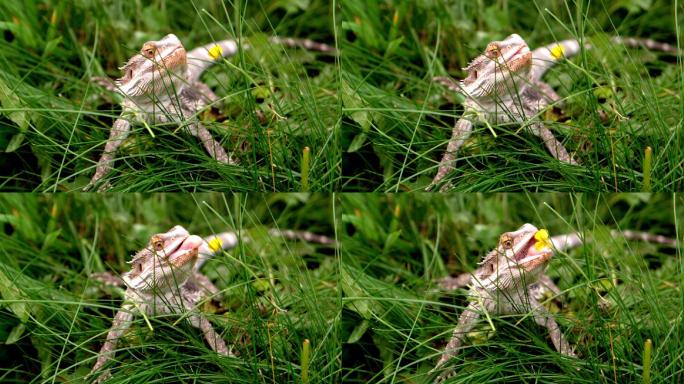 蜥蜴在草地里吃花朵特写
