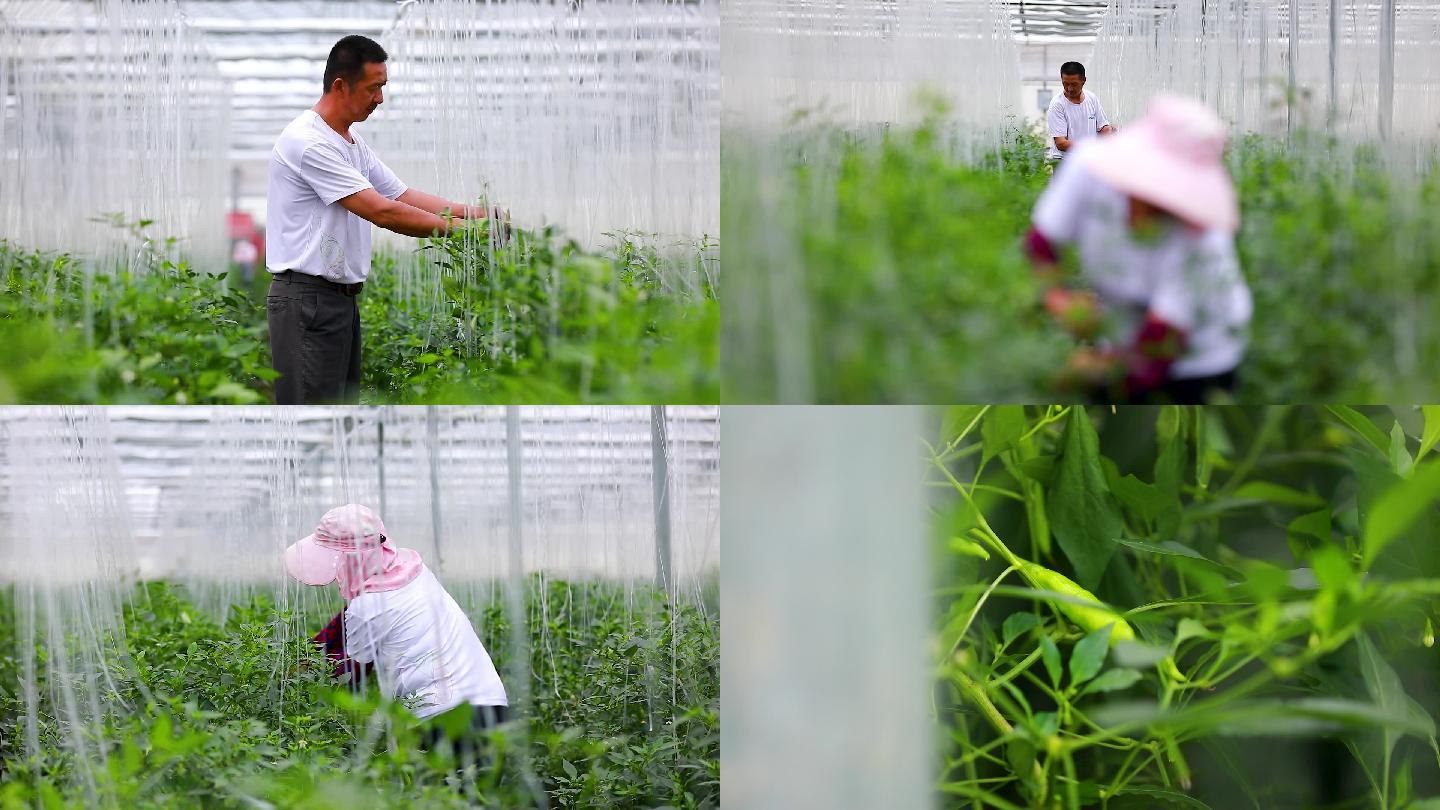 实拍樟树港辣椒基地大棚种植采摘辣椒集合