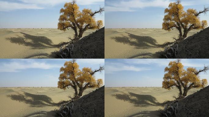 沙漠里的胡杨树黄叶