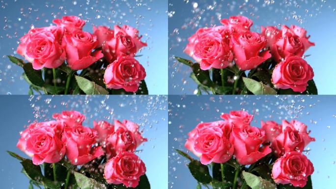 粉色玫瑰特写璀璨雨珠新鲜