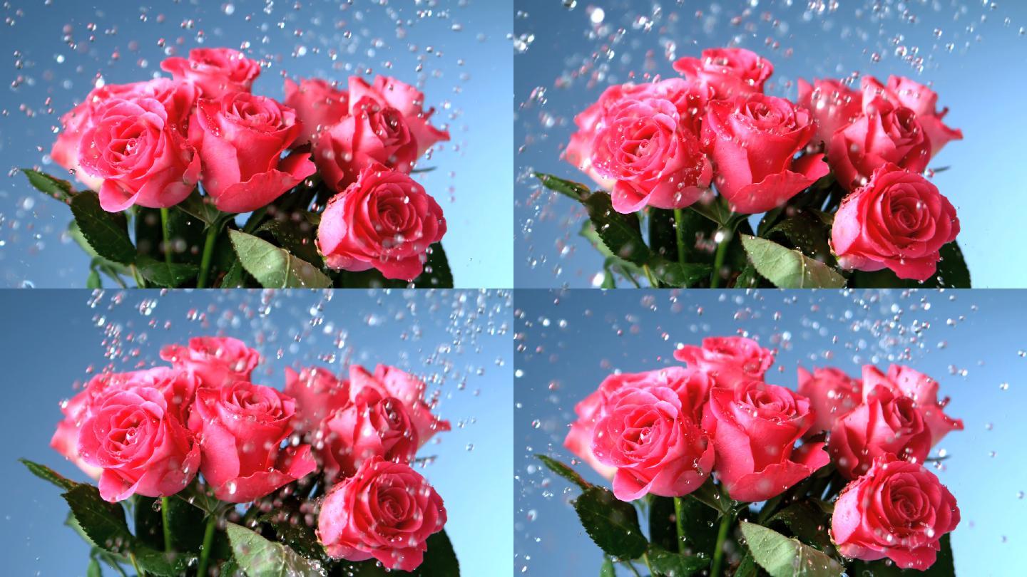 粉色玫瑰特写璀璨雨珠新鲜