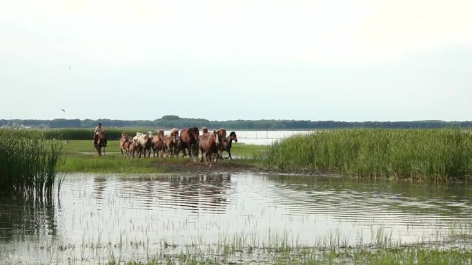 大庆杜尔伯特内蒙古大草原上奔跑的马群