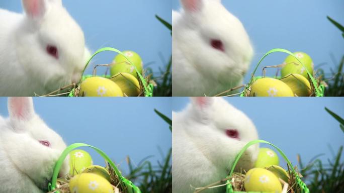 小白兔在蓝色背景的草地上嗅着一篮子复活节彩蛋