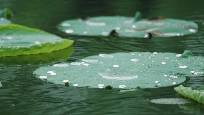 4k下雨天写意意境荷叶上的水珠滚动流动