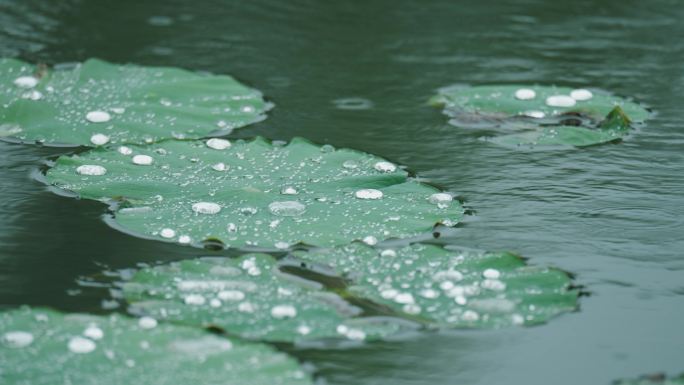 4k下雨天写意意境荷叶上的水珠滚动流动