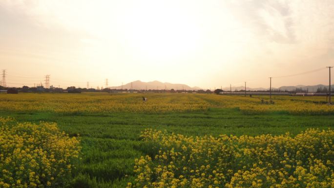 油菜花田航拍