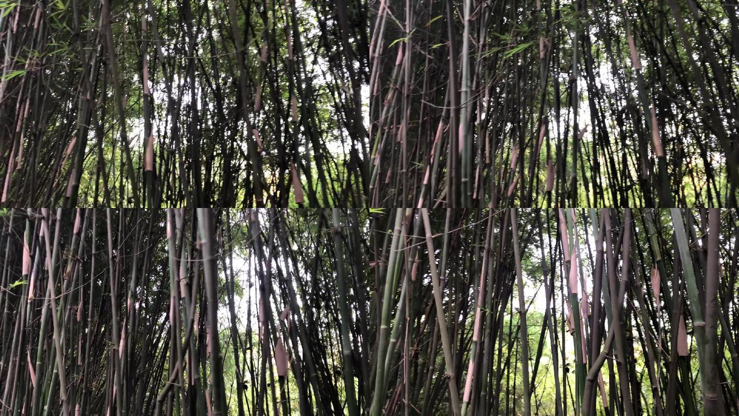成都大熊猫繁育基地的竹子竹林1