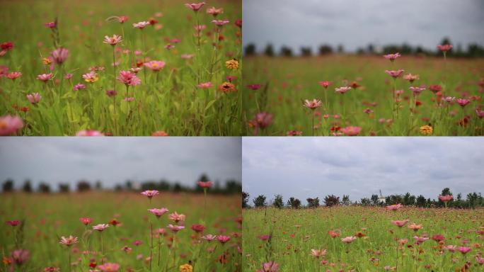 实拍月亮岛粉色雏菊