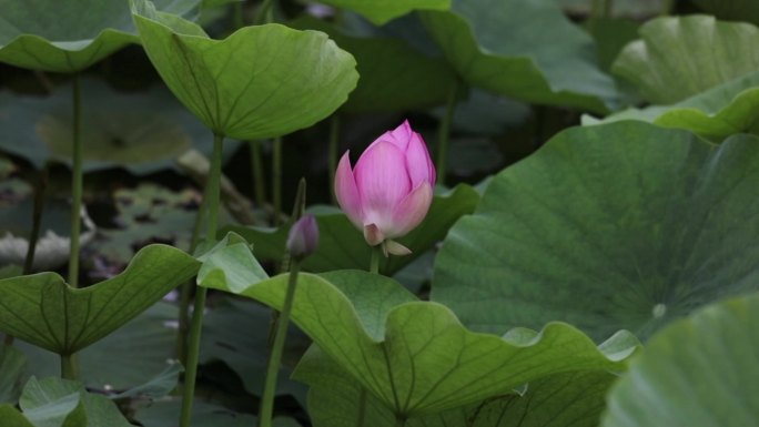 北京龙潭湖公园荷花季