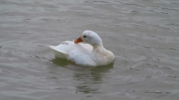 大庆市兰德湖，几只北京白鸭在水中戏水