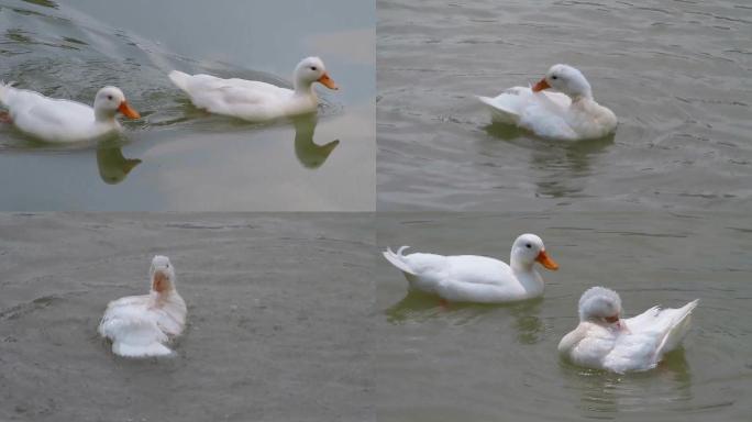 大庆市兰德湖，几只北京白鸭在水中戏水