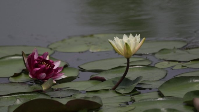 北京龙潭湖公园荷花季