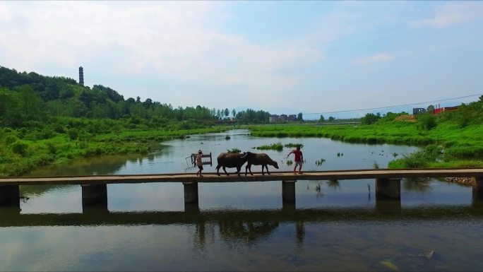 小桥流水耕牛