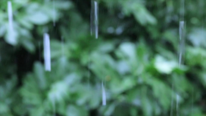 阴天下雨雨水中的植物