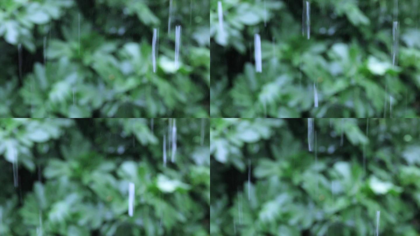 阴天下雨雨水中的植物