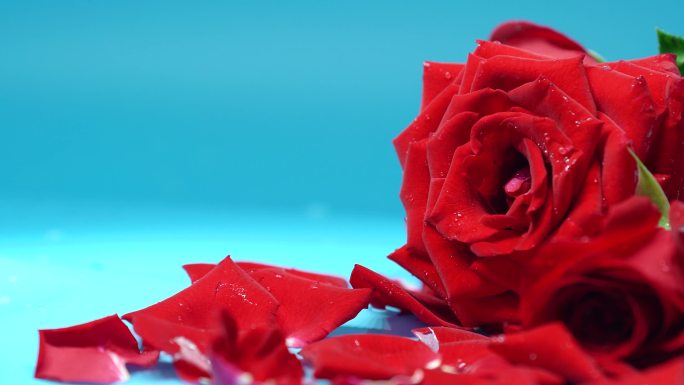 4k红色玫瑰花
