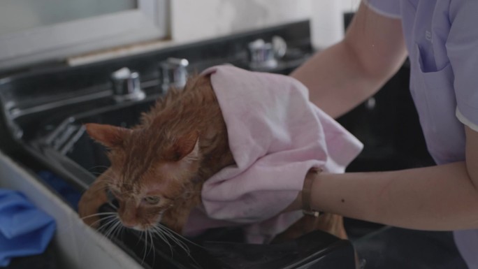 给猫洗澡