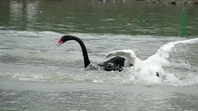 黑白大天鹅在水中戏水追逐