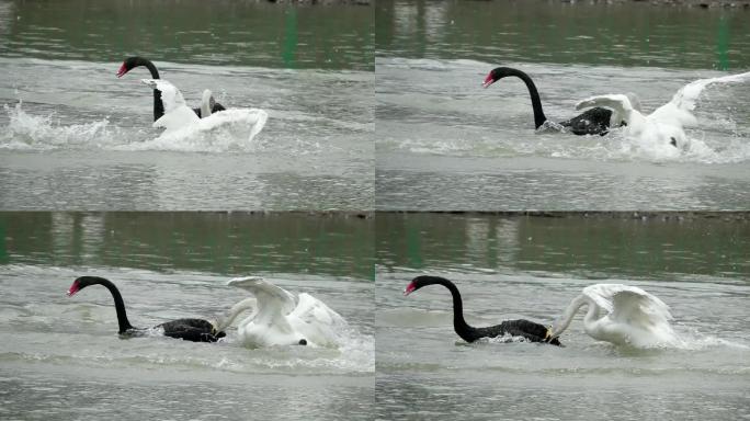 黑白大天鹅在水中戏水追逐
